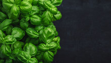 Fresh Basil On A Dark Background. Green Basil. Food Background. A Lot Of Basil