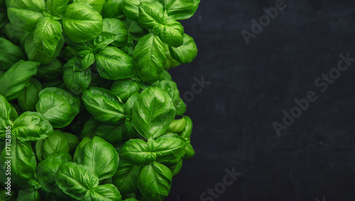 Fotografía Fresh basil on a dark background
