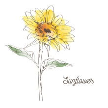 Yellow Sunflower Illustration Design On White Background