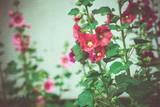 Fototapeta  - Red Mallow Flowers