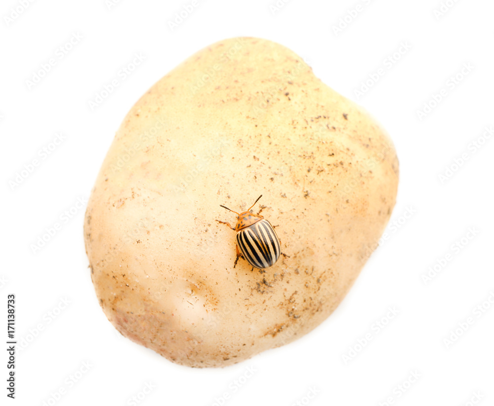 Colorado beetle and potato on white background