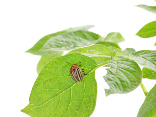 Sticker - Colorado beetle and plant on white background