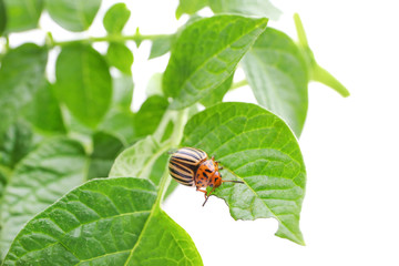 Sticker - Colorado beetle and plant on white background