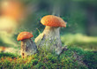 mushroom an orange-cap boletus grew in summer in forest. Focus concept.