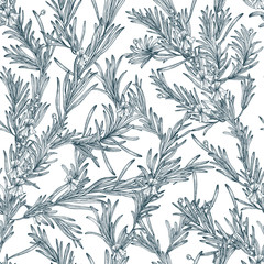 Poster - Natural seamless pattern with outline rosemary plants and flowers. Wild herb hand drawn in vintage style. Vector monochrome background.
