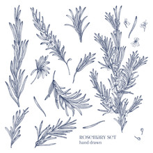 Collection Of Monochrome Drawings Of Rosemary Plants With Flowers Isolated On White Background. Fragrant Herb Hand Drawn In Retro Style. View From Different Angles. Botanical Vector Illustration.