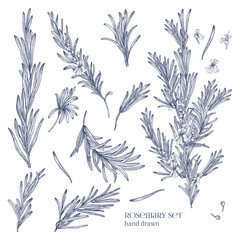 Poster - Collection of monochrome drawings of rosemary plants with flowers isolated on white background. Fragrant herb hand drawn in retro style. View from different angles. Botanical vector illustration.