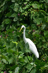  egret
