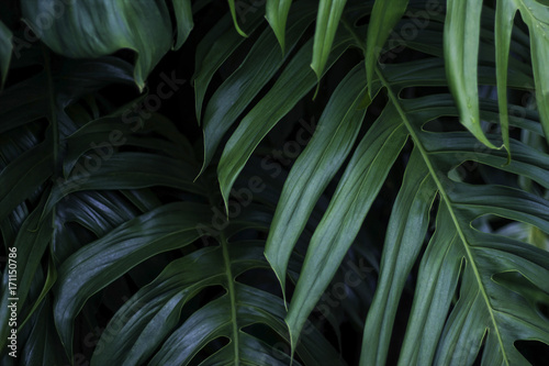 Cuadros en Lienzo Tropical green leaves on dark background, nature summer forest plant concept
