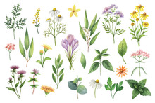 Hand Drawn Vector Watercolor Set Of Herbs And Spices.