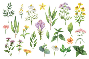 Wall Mural - Hand drawn vector watercolor set of herbs and spices.