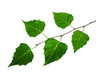 Green twig of a birch on a white background