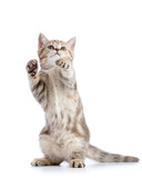 Fototapeta Koty - Striped Scottish kitten pure breed dancing isolated