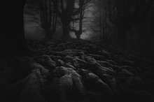 Dark And Scary Forest With Roots