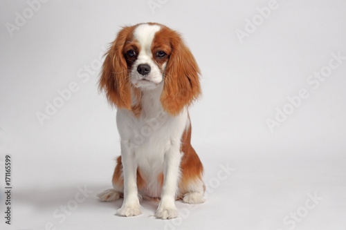 Fotografía CAVALIER KING CHARLES SPANIEL dog