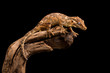 Gargoyle gecko reptile isolated