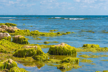 rocks covered in seaweed on a rocky shore 