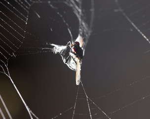 Wall Mural - eating spider on the web. macro