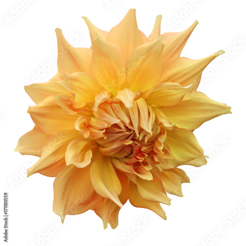 single flower yellow dahlia isolated