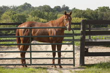 A Chestnut Thoroughbred Standing At A Metal Gate In A Round Pen With The Countryside As The Background.
