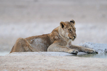 Wall Mural - Löwin am Wasserloch, Etosha Nationalpark, Namibia, (Panthera leo)