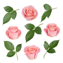 Set With Pink Roses And Leaves. As Design Elements.