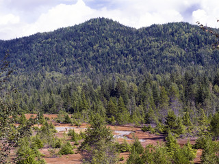 Poster - Tree covered mountain with mining tailings and a stream in the rain forest in Northern British Columbia near Anyox, Canada.