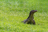 Fototapeta Londyn - water monitor lizard on green grass