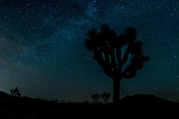 stars over silhouette of joshua tree