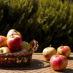 Wall Mural - Autumn harvest concept. Red apples on a straw wicker table and in a basket