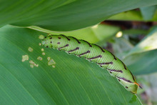 Tobacco Hornworm Caterpillar Eating Green Plant Leaf