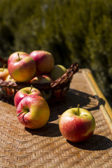 Wall Mural - Autumn harvest concept. Red apples on a straw wicker table and in a basket