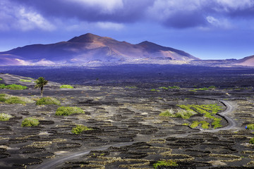 The Wine Valley of La Geria / Lanzarote / Canary Islands