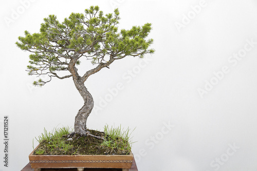 Fotografia, Obraz Scots pine (pinus sylvestris) bonsai on a wooden table and white background