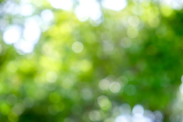 Wall Mural - abstract green bokeh nature background