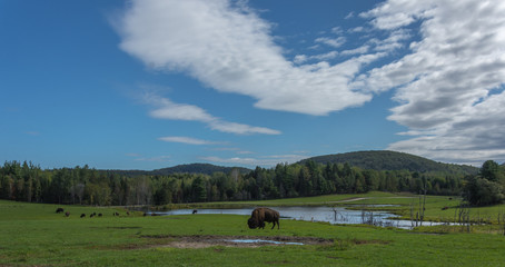 Bull bison eating in the summer