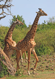 Fototapeta Sawanna - Male Giraffe attempting to mount a female Giraffe with a natural bushveld background