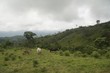 Cattle Pasture