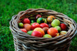  Red and green tomatoes in the basket  on a green grass background