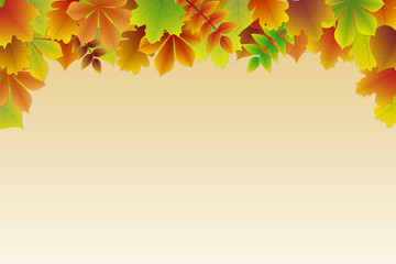 Wall Mural - background with colourful autumnal leaves. vector.