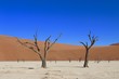 Dead Tree in Sossusvlei - Namibia