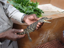 Baby Crocodile In The Hands Of A Ranger