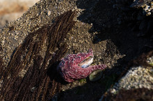 Starfish Eating A Molusc On A Rock In A Tidepool