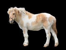 Little Sad Brown-white Pony On Black Background
