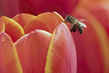 Bee On Tulip Flower