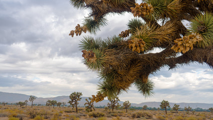 Joshua Tree