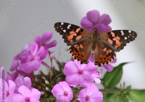Plakat Monarcha na fioletowych kwiatach