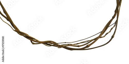 Twisted wild liana jungle vine isolated on white background, clipping path in...