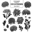Set of isolated chrysanthemum collection 2. Cute flower illustration in hand drawn style. Silhouette on white background.