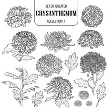 Set Of Isolated Chrysanthemum Collection 1. Cute Flower Illustration In Hand Drawn Style. Black Outline And White Plane On White Background.